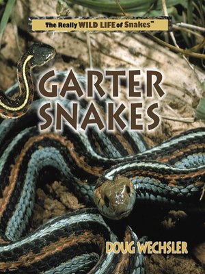 Garter Snakes - ebook